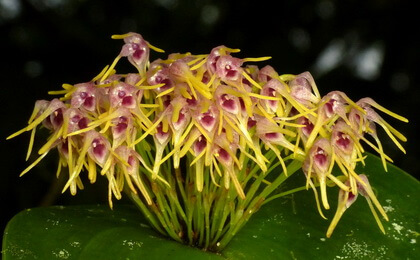 Pleurothallis
