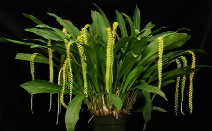 dendrochilum-magnu